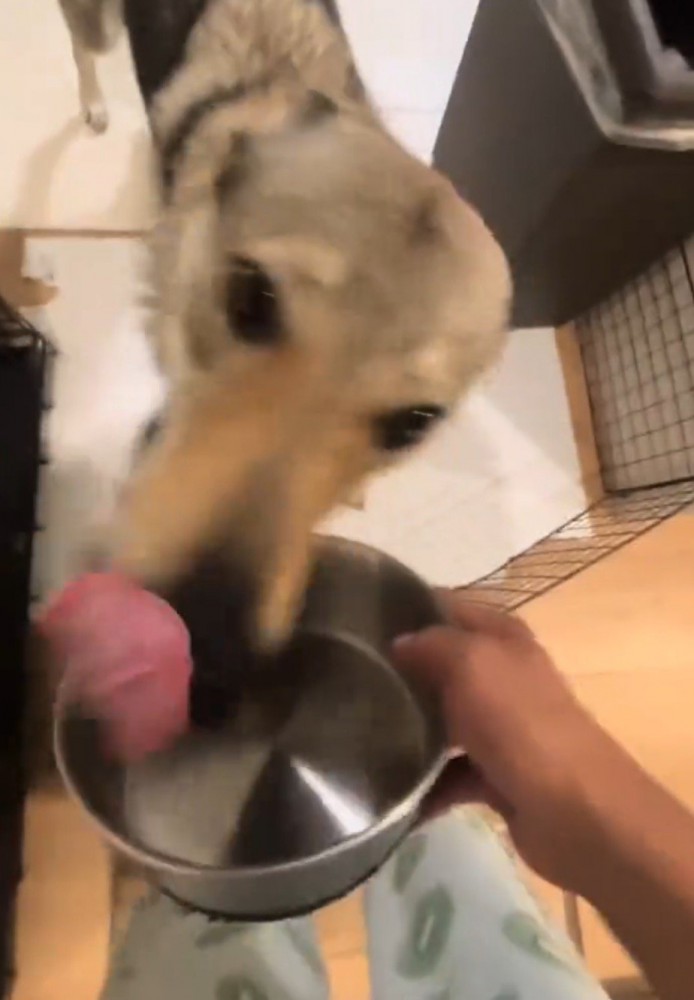 飼い主を見上げ、舌で自分の口元を舐める犬