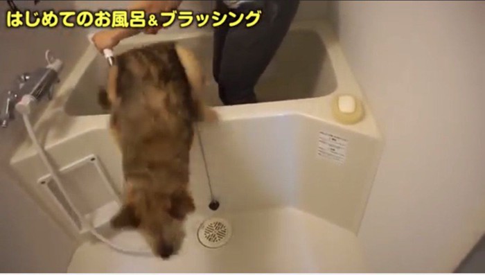 浴槽から飛び出す犬