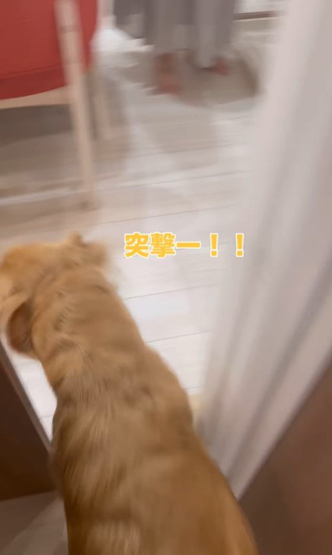 まるちゃんの熱烈歓迎4