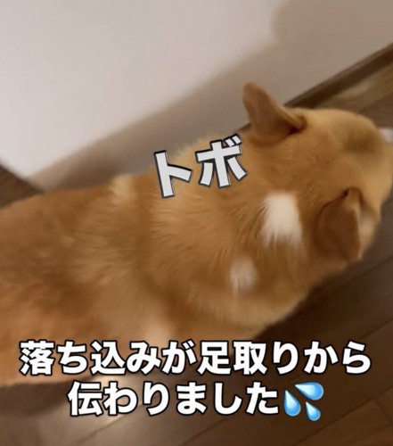 力なく伏せる犬