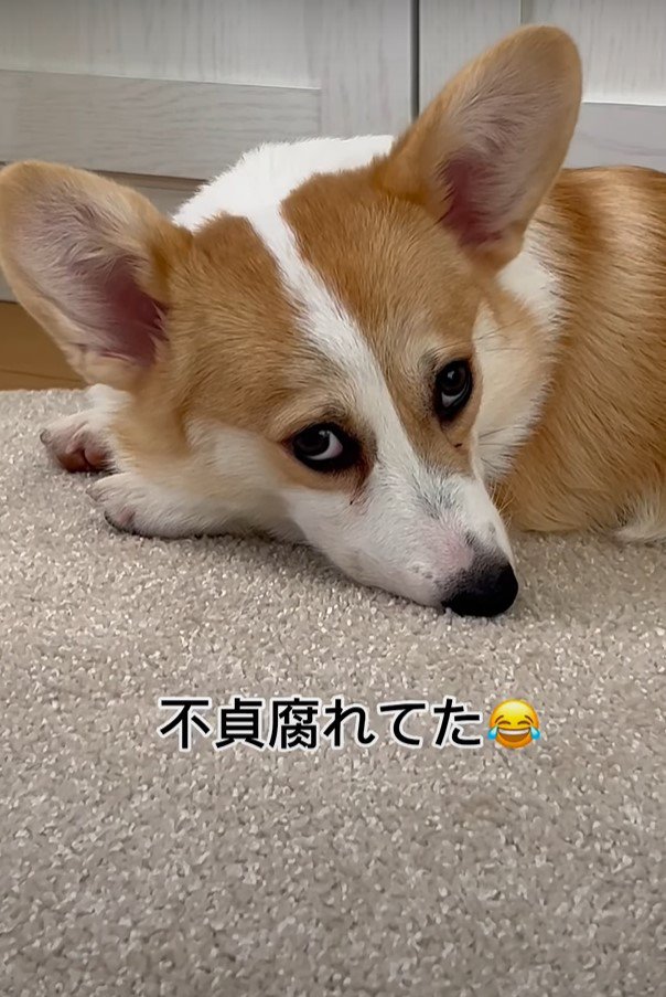 上目遣いの犬のアップ