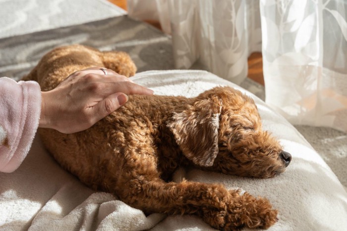 眠る犬を撫でる