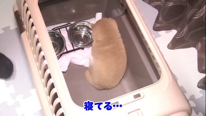 寝ている子犬