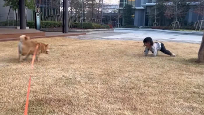 転んだひよりちゃんに駆け寄るわらびちゃん