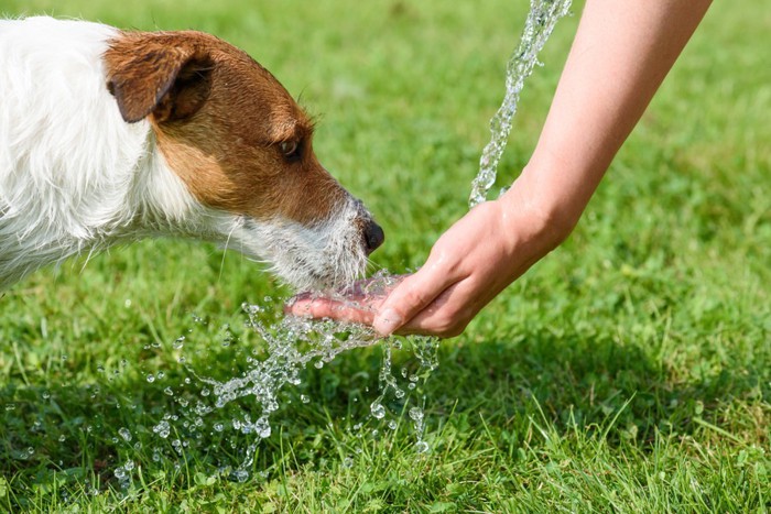 手から水を飲んでいる犬