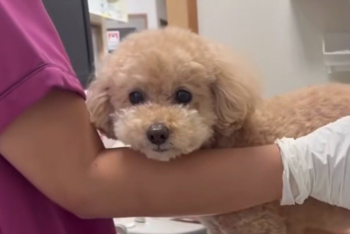 マリンちゃん顔アップ