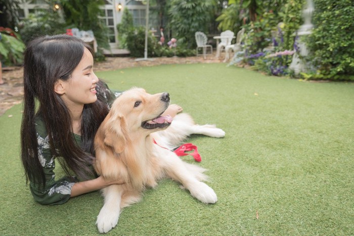 状態性に寄りかかるゴールデンレトリバー