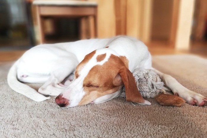 カーペットの上で寝る犬