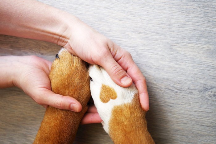 犬の前足を包み込む人間の手