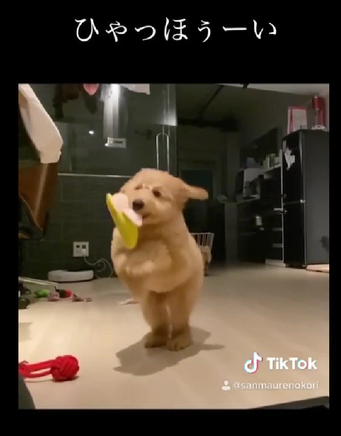 「ヒャッホー」