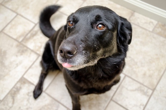 しっぽを振りながらこちらを見つめている犬