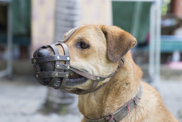 メッシュ型の口輪を付けている犬