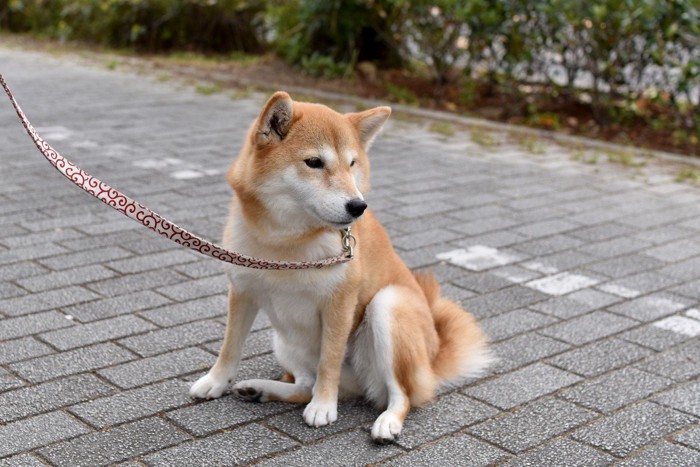 散歩中に座る犬