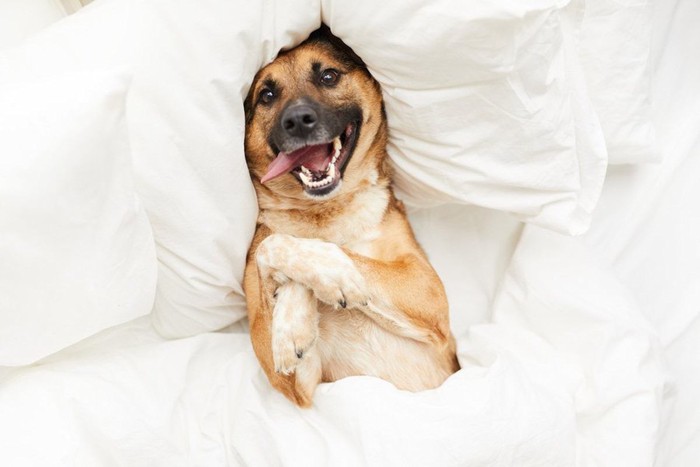 仰向けの犬、真っ白いシーツ