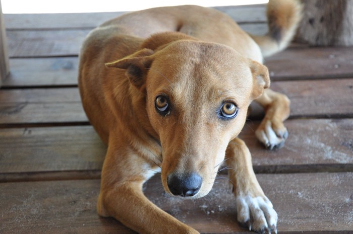 不安げに伏せる犬