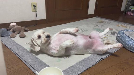 貫禄たっぷり