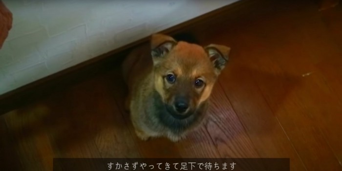 床に座ってご飯を待つ子犬