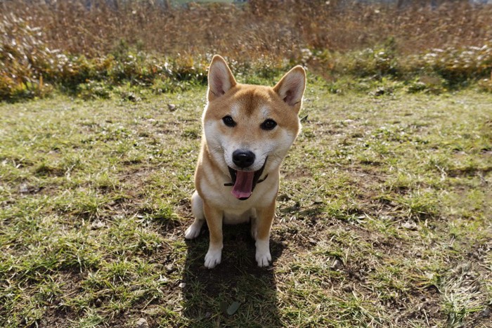 嬉しそうな柴犬