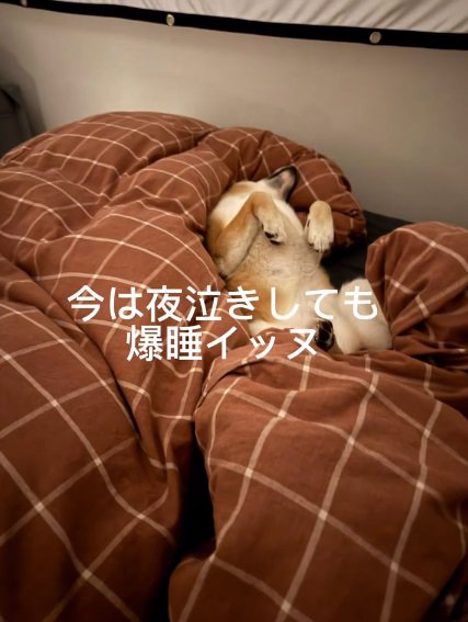 爆睡するおもちくん