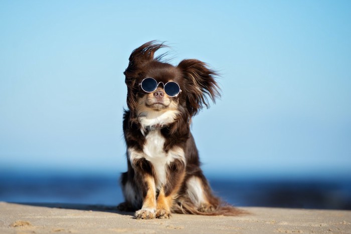 サングラスをかけて風に吹かれている犬