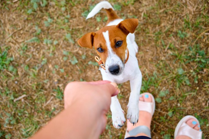 おねだりする犬