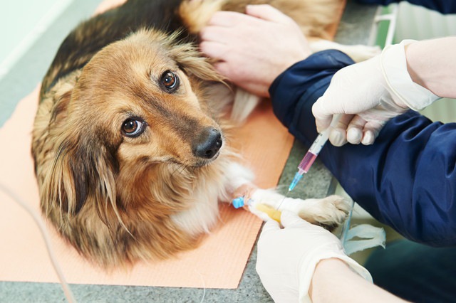 注射を打っている犬