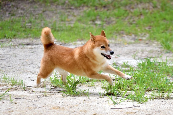 走る柴犬