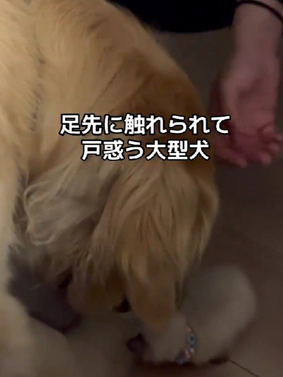 物怖じしない子猫にびっくり