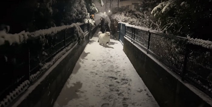 飼い主を引きずる犬