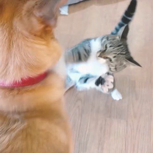ふり返って犬にパンチをする猫