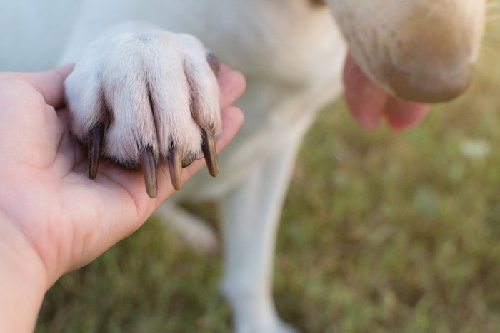 お手をする犬の手