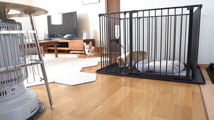 ドアの脇で伏せる犬&においをかぐ犬