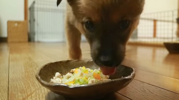 ご飯を食べる犬