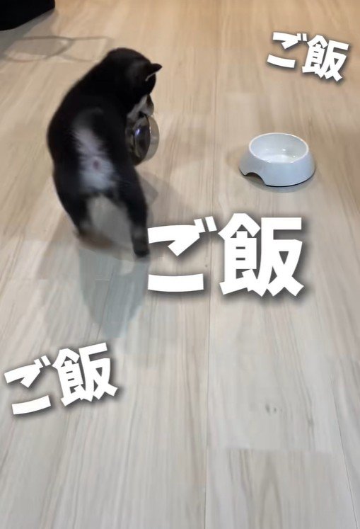 ぐるぐる回って催促!