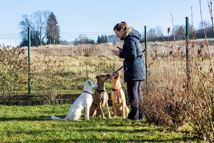 女性トレーナーの指示を聞く三匹の犬