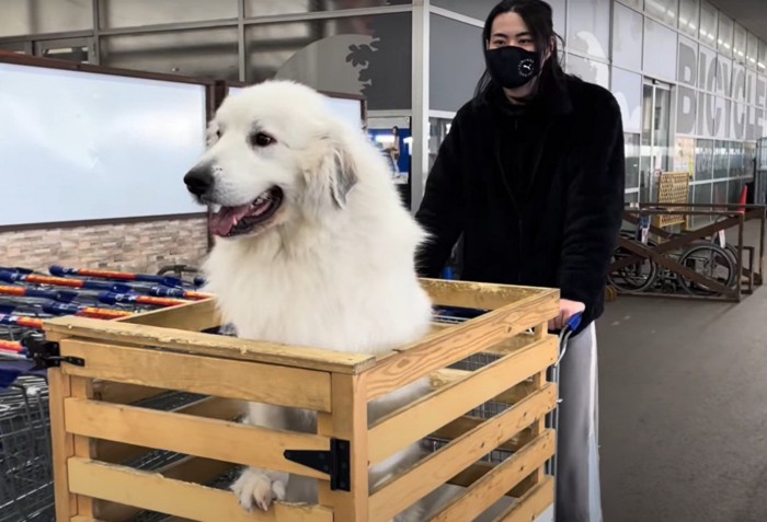 カートを押す人と身を乗り出す犬と