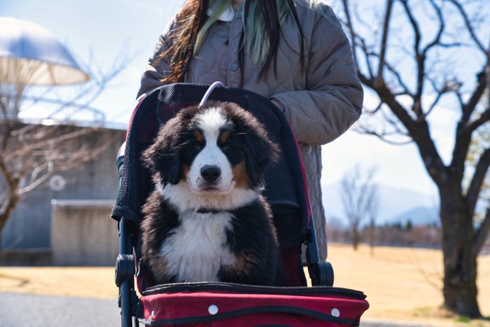 ペットカートにバーニーズの子犬