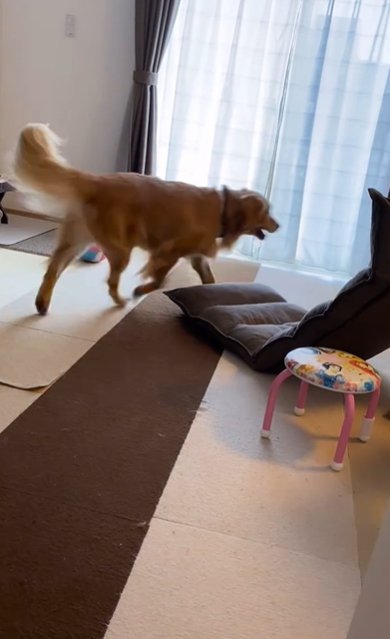 部屋の中を歩くゴールデンレトリバー
