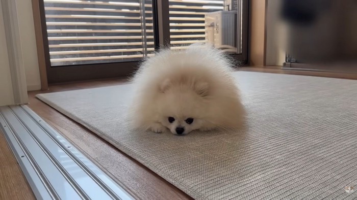 怒られたポテチくん6