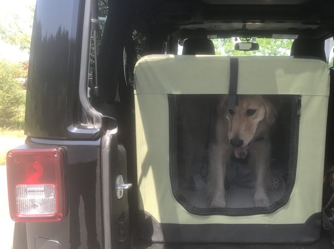 車の中のケージに入れられた犬