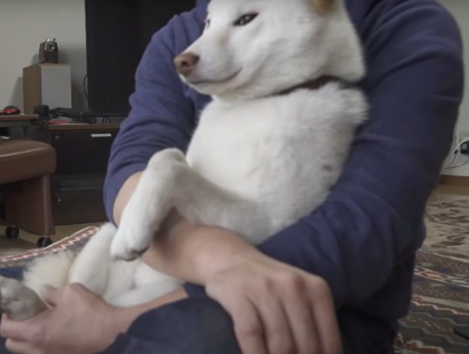 飼い主に抱っこされた犬