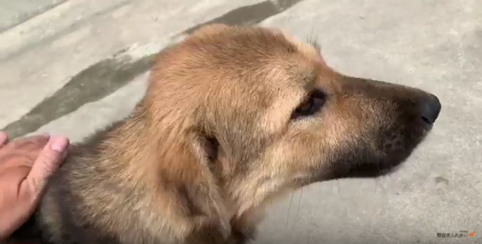 撫でられる野良犬