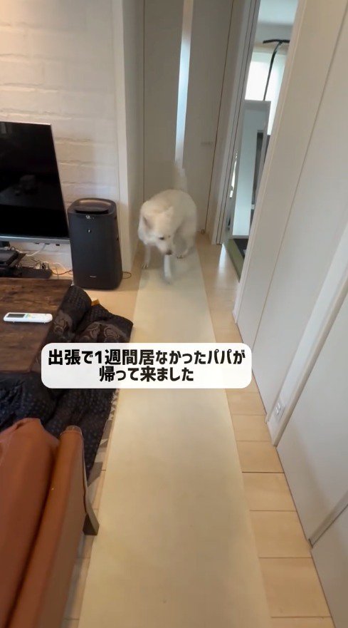 扉の前で歩き回る犬