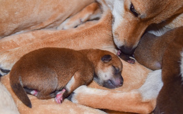 柴犬の親子