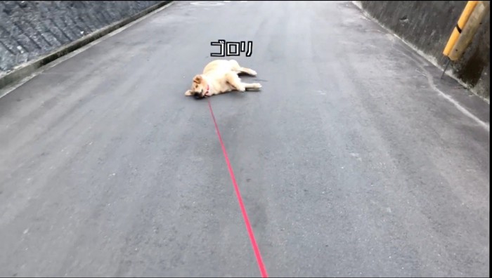 道路の真ん中に横たわる犬