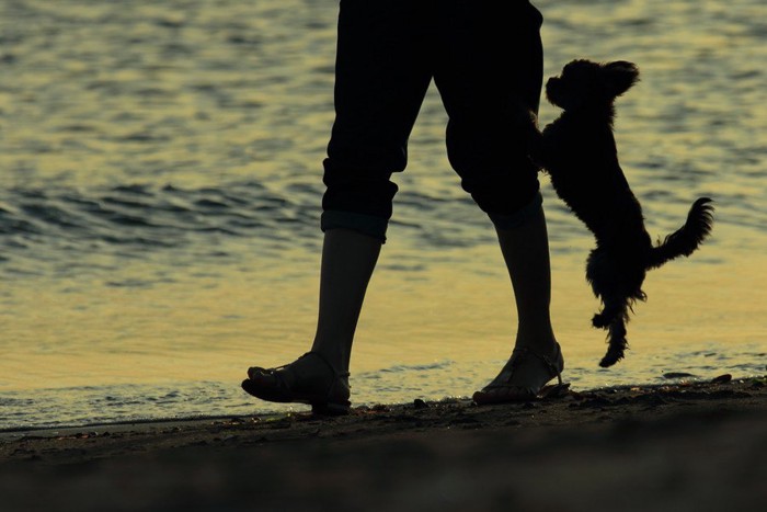 海を散歩する犬