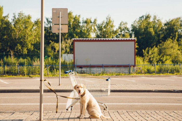 ポールにつながれている犬