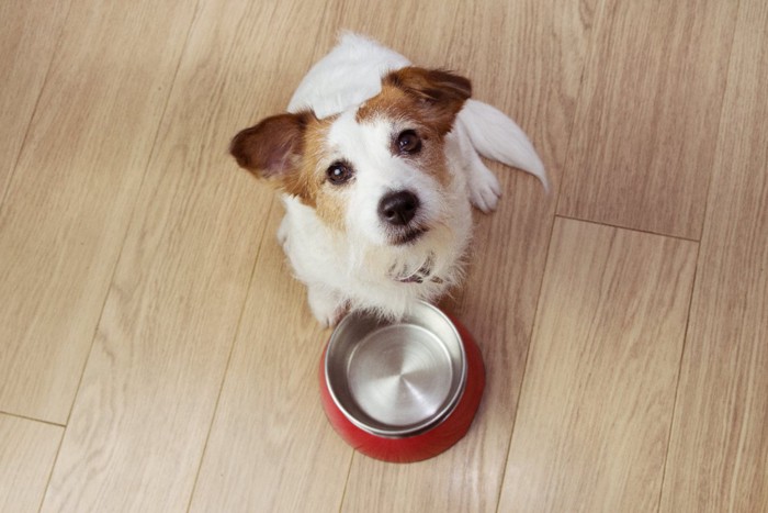 食器の前で待つ犬