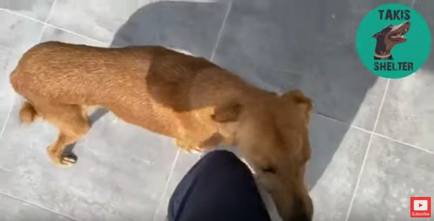 呼ばれて近づいた犬