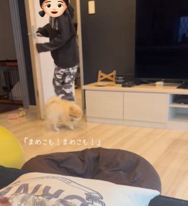 家の中で女の子の足もとを動き回るポメラニアン